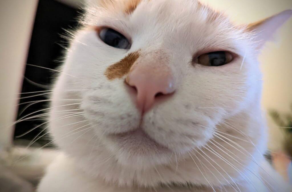 web design cyprus cat