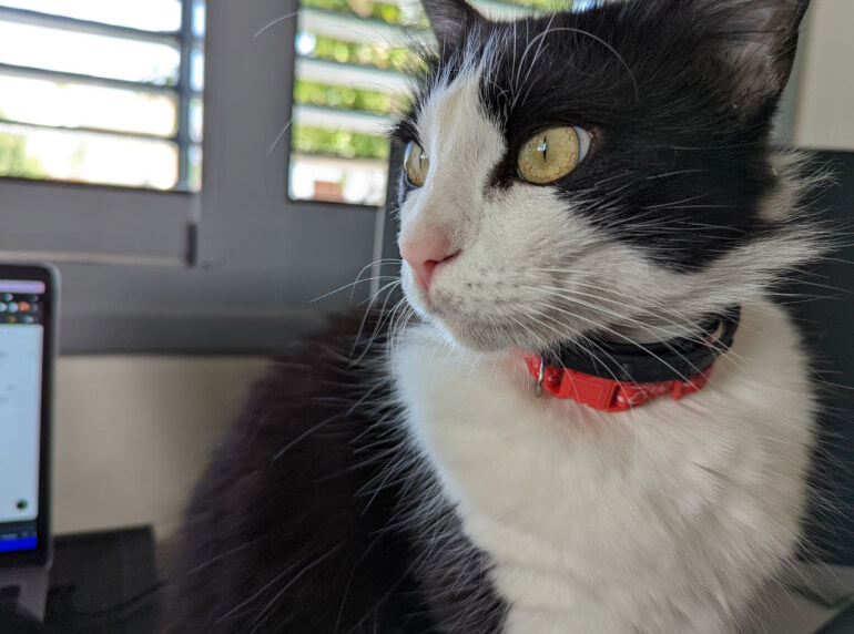 web design cyprus cat photo