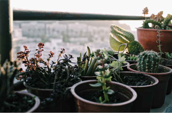 Cactus web design cyprus