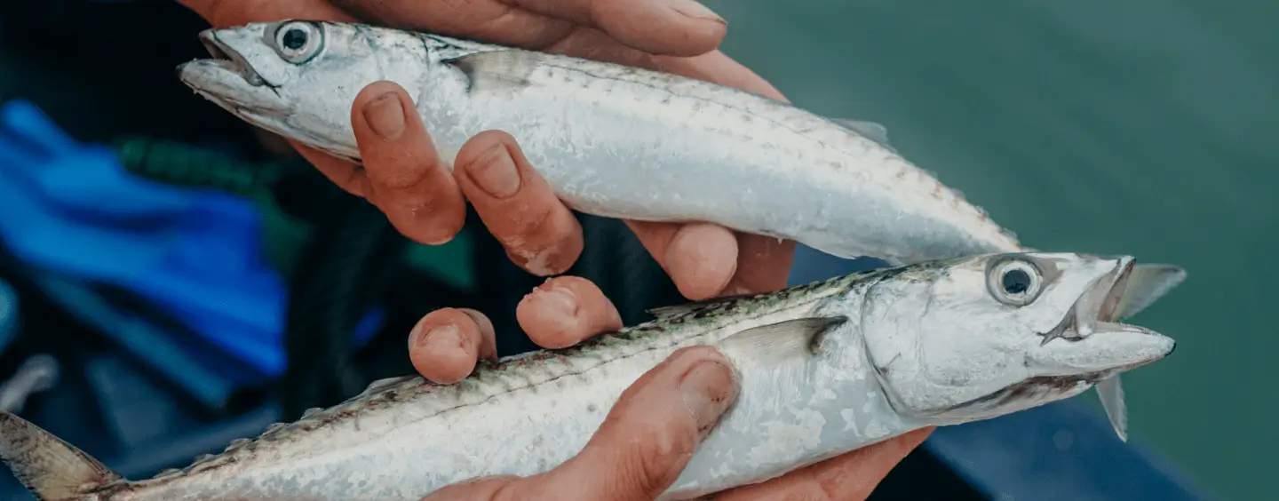 web design cyprus fish case study